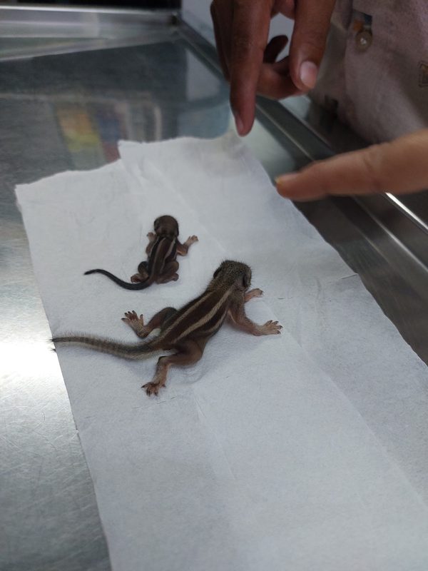 Baby squirrels being treated at Shivraj Pet Clinic
