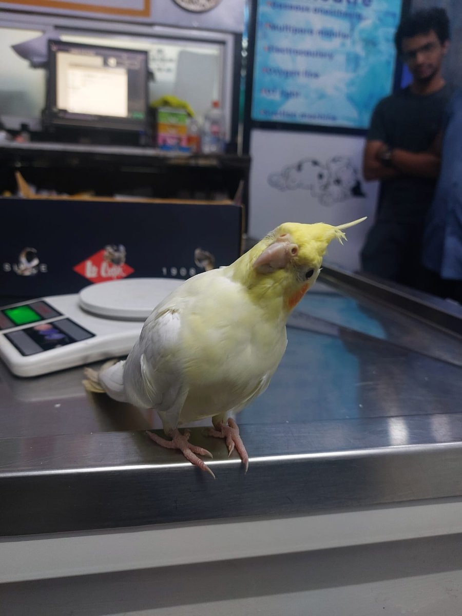 Pet cockatiel checkup at Shivraj Pet Clinic, Pune