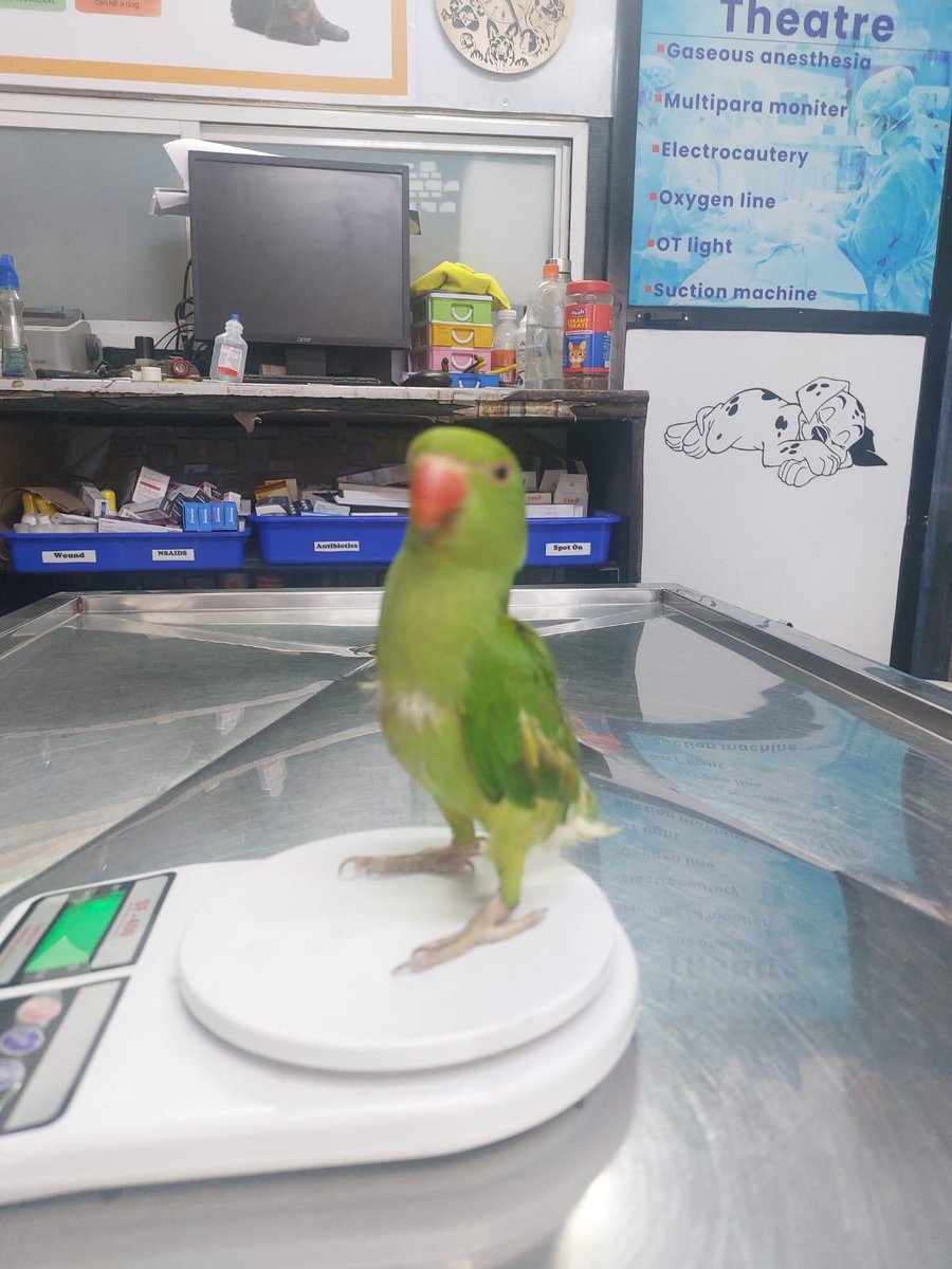 Pet parakeet weigh-in at Shivraj Pet Clinic, Pune
