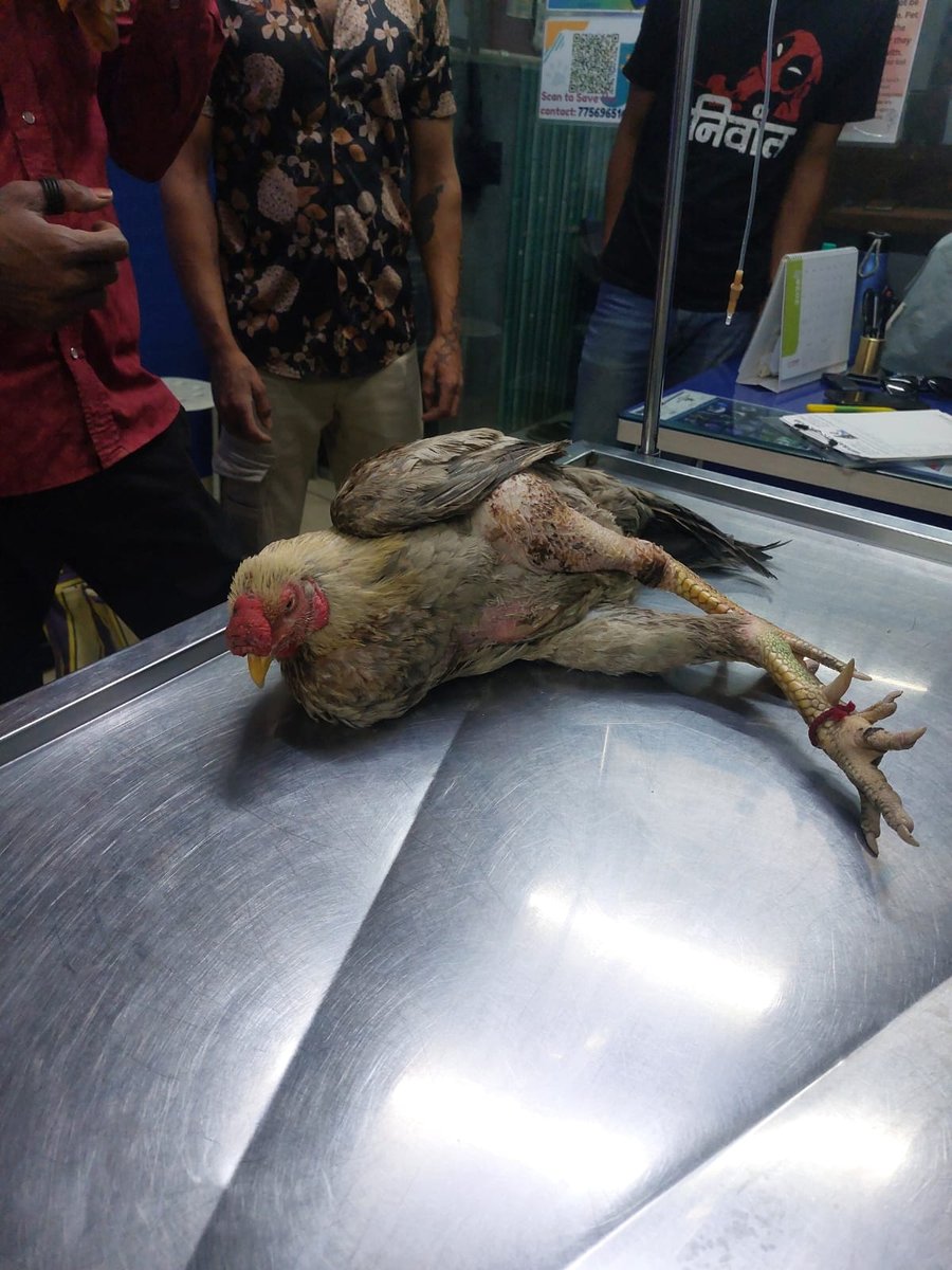 Pet parakeet checkup at Shivraj Pet Clinic, Pune