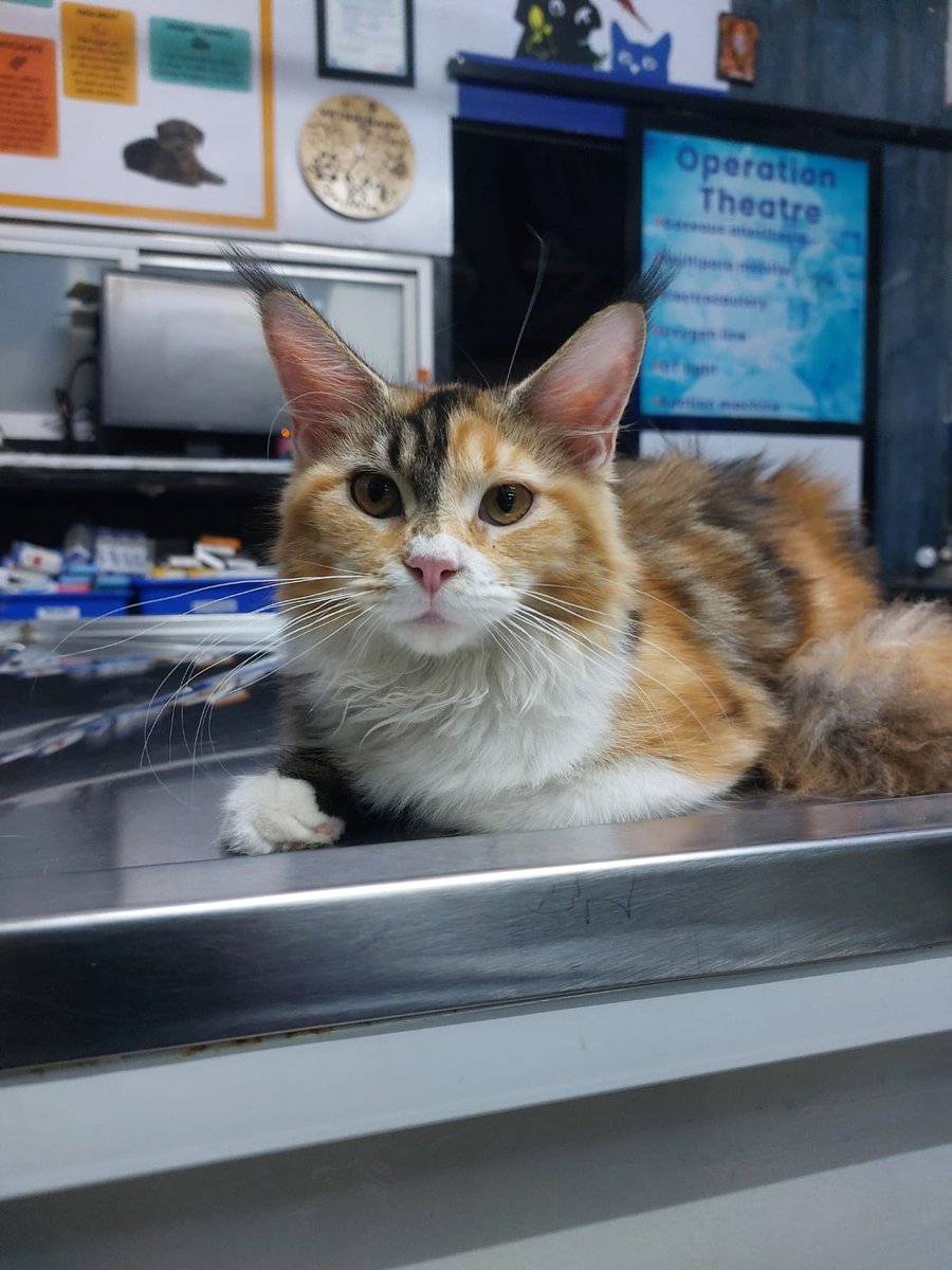 Cat patient at Shivraj Pet Clinic PCMC