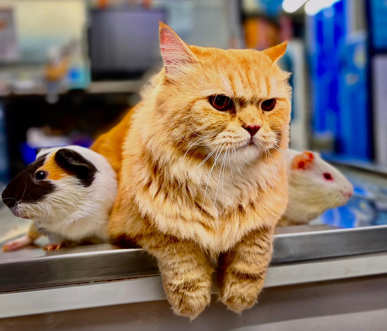 Cat and guinea pigs together at Shivraj Pet Clinic