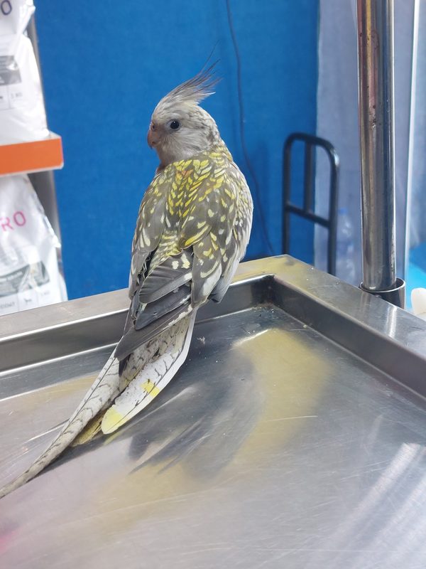 Cockatiel at Shivraj Pet Clinic