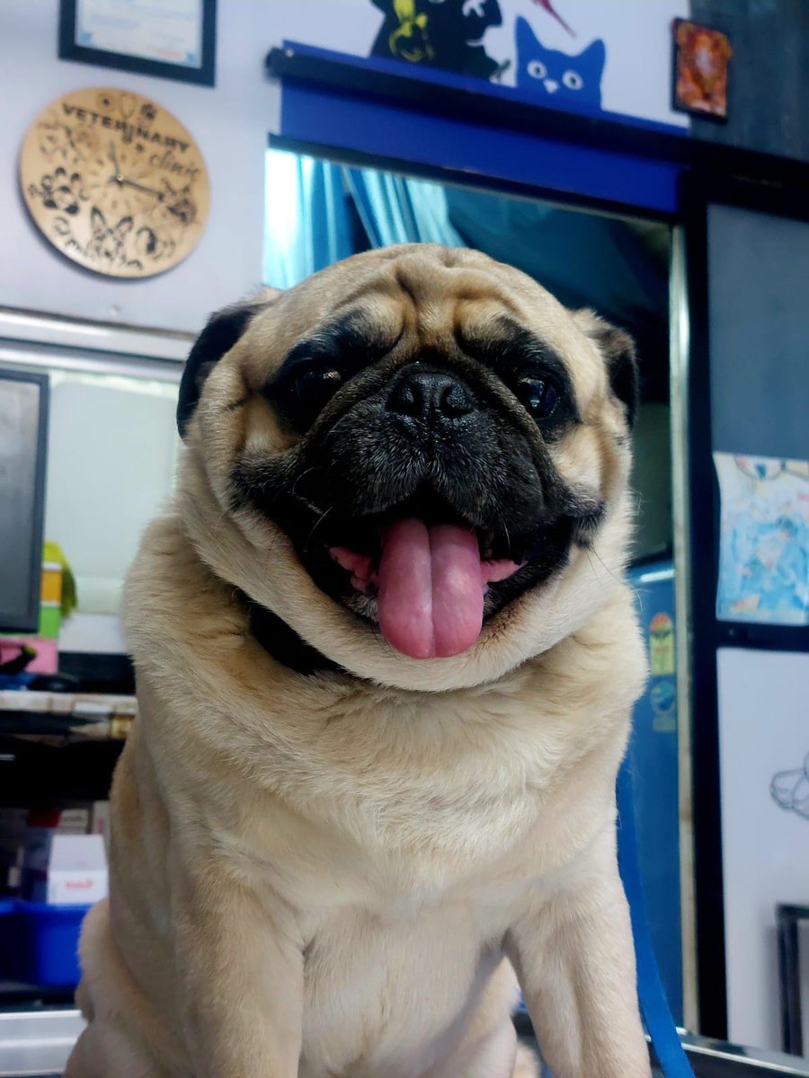 Dog patient at Shivraj Pet Clinic Pune