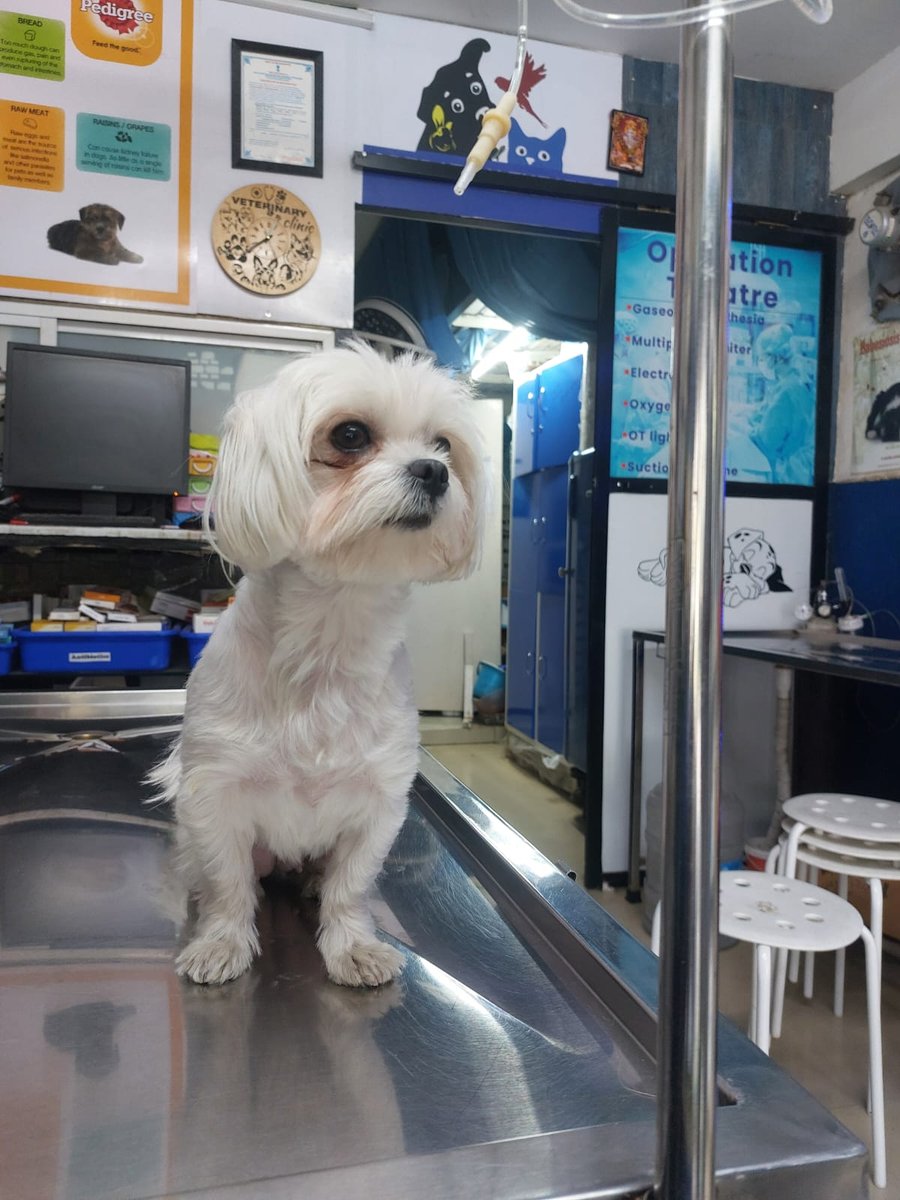 Dog being treated at Shivraj Pet Clinic