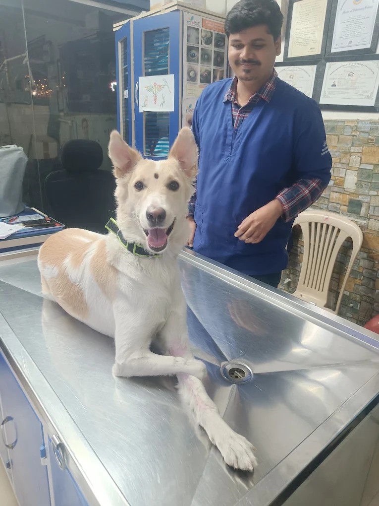 Dr. Pritesh Vidhate examining a dog at Shivraj Pet Clinic, Pimple Nilakh