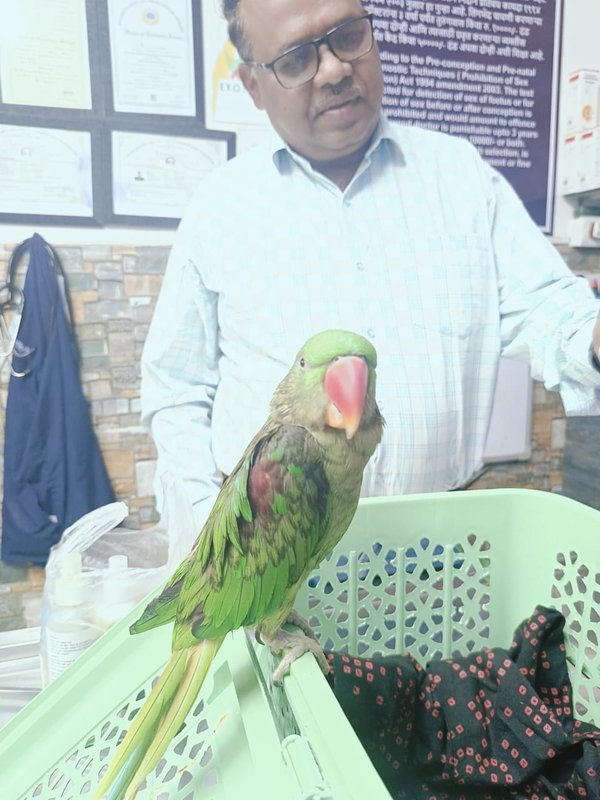 Veterinarian examining a pet parrot at Shivraj Pet Clinic, Pune