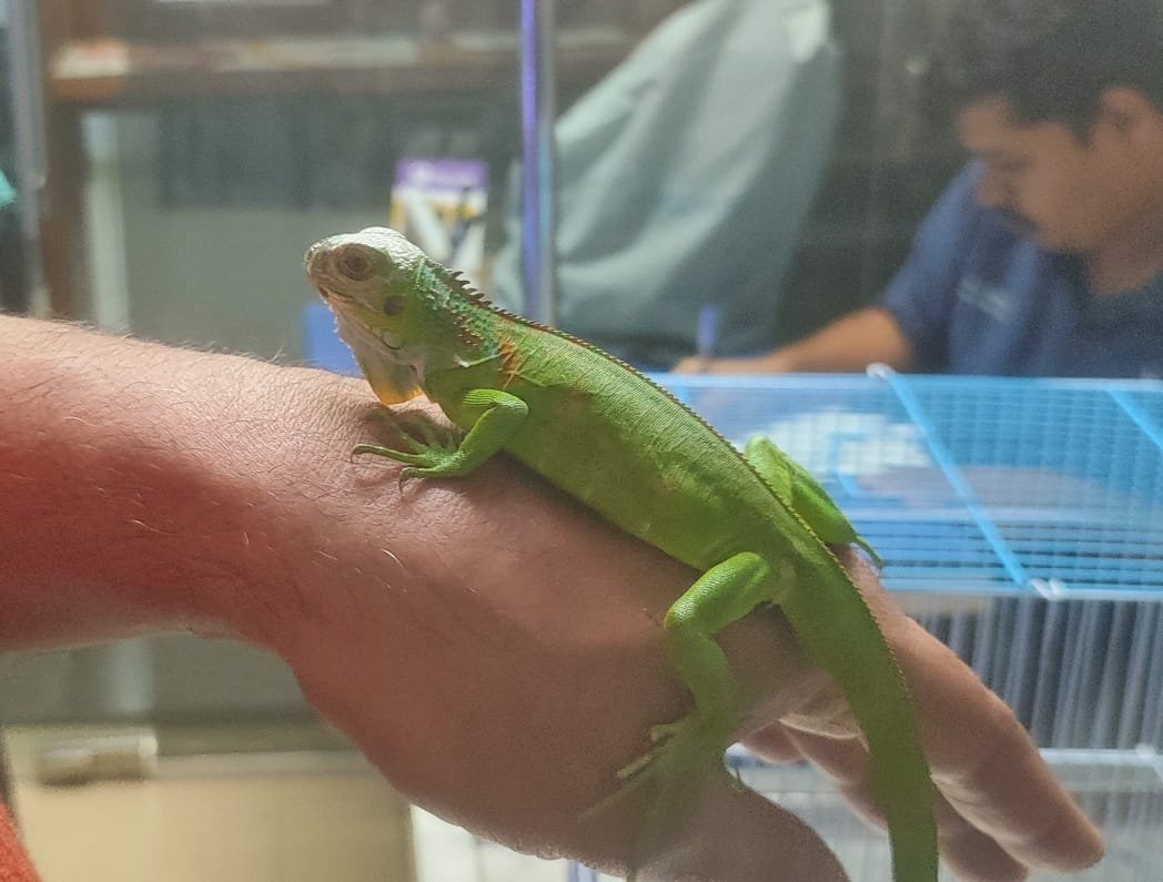 Pet iguana consultation at Shivraj Pet Clinic exotic animal centre