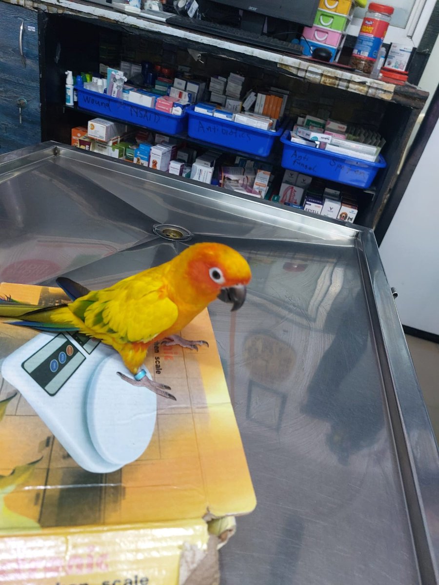 Pet conure checkup at Shivraj Pet Clinic, Pune
