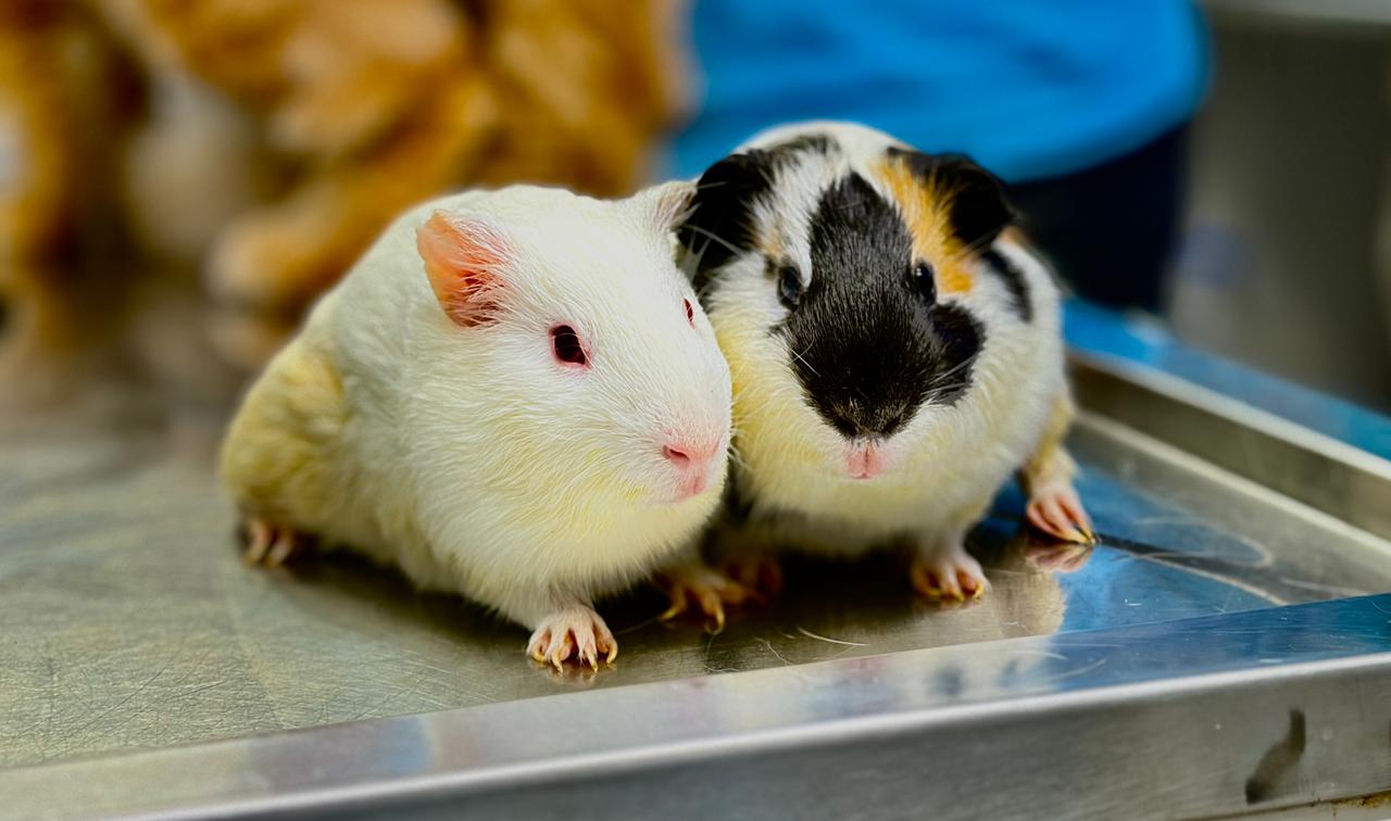 Pet guinea pigs at Shivraj Pet Clinic, Pimple Nilakh