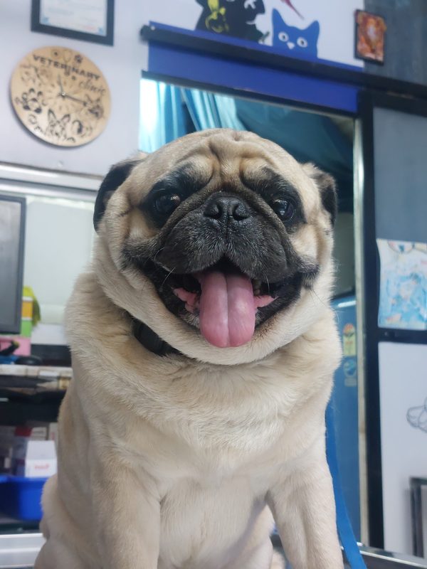 Happy pug at Shivraj Pet Clinic
