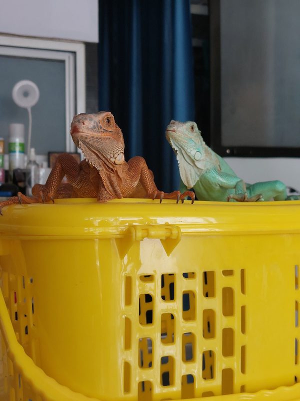 Two iguanas at Shivraj Pet Clinic exotic animal centre