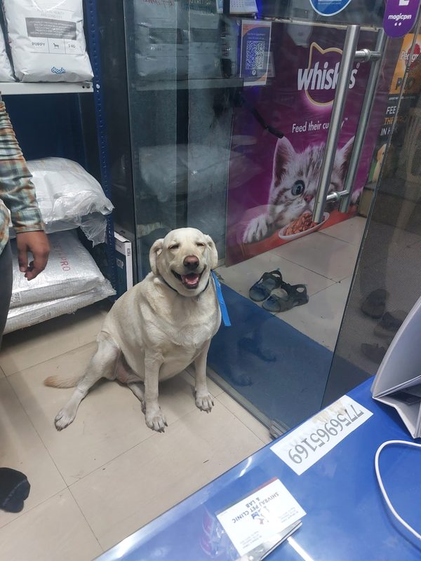 Smiling Labrador at Shivraj Pet Clinic entrance