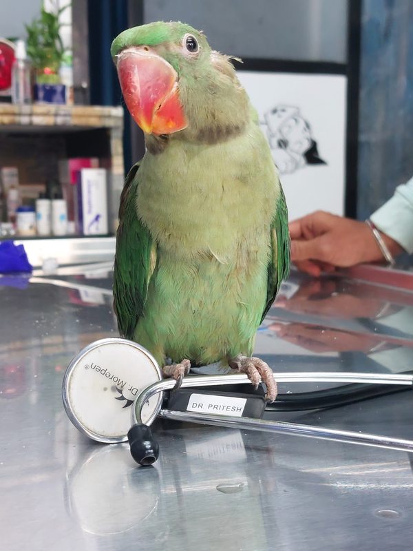 Parrot on Dr. Pritesh's stethoscope at Shivraj Pet Clinic