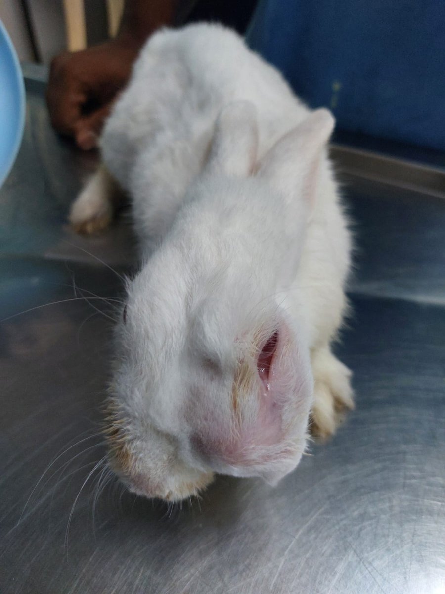 Rabbit patient at Shivraj Pet Clinic