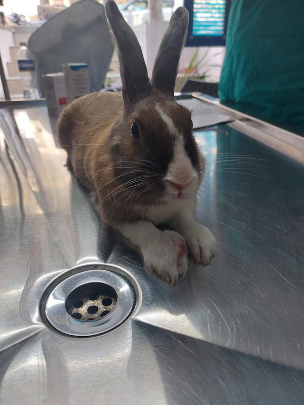 Rabbit on examination table at Shivraj Pet Clinic