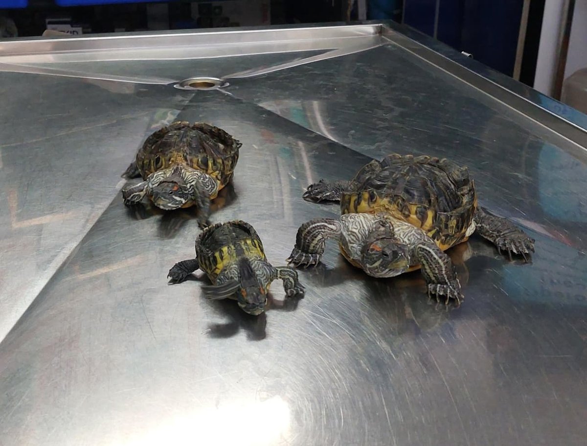 Pet turtles at Shivraj Pet Clinic exotic animal centre, Pimple Nilakh