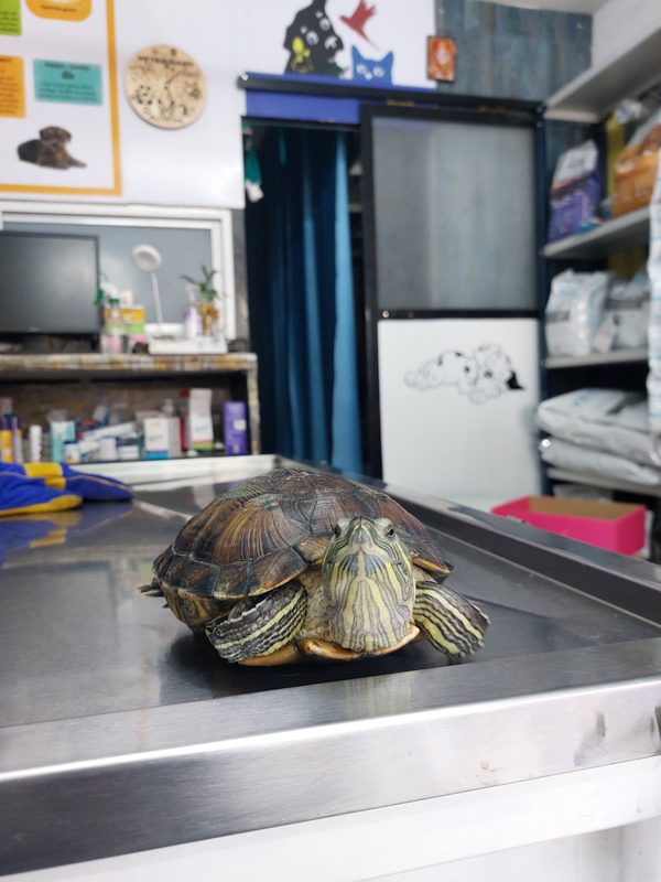 Red-eared slider turtle on exam table