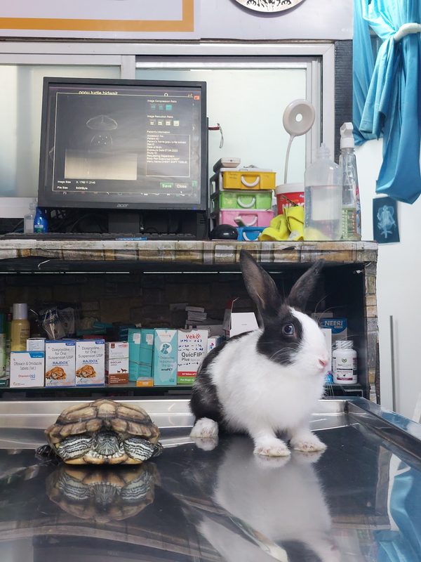 Turtle and rabbit with X-ray at Shivraj Pet Clinic