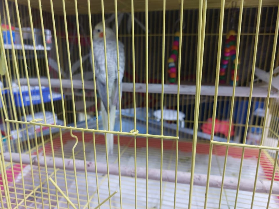 A pearl cockatiel in its travel cage at the clinic