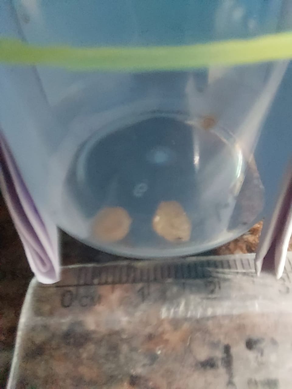 Bladder stones removed from a cat, collected in a sample tube for analysis