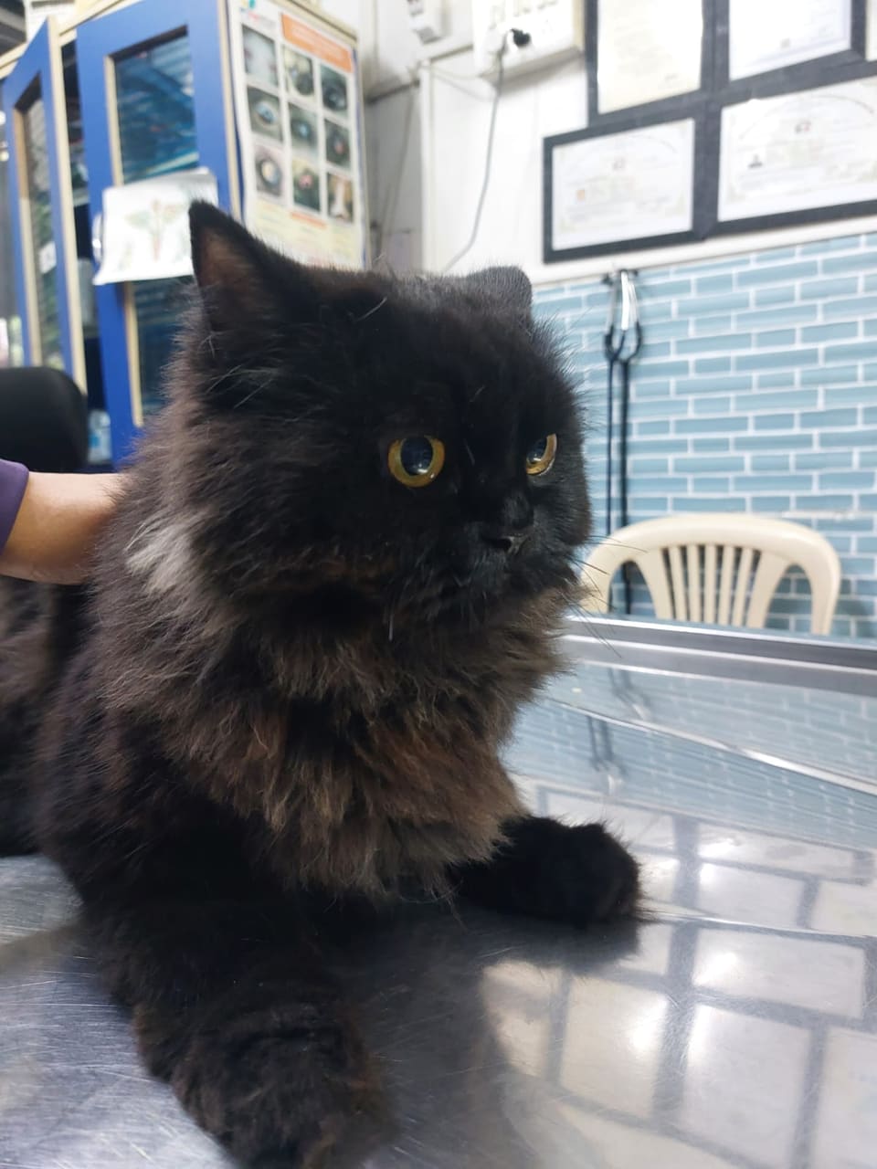 A black Persian cat resting on the examination table