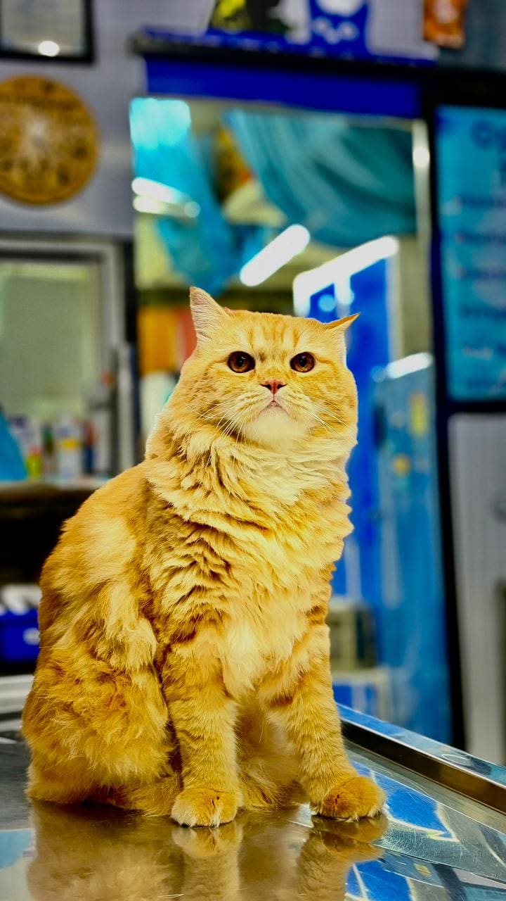 An orange Persian cat sitting upright on the table