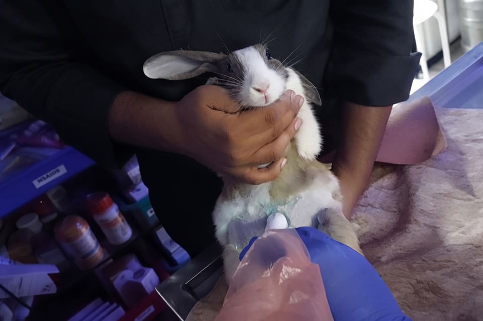 A rabbit held gently for an ultrasound examination