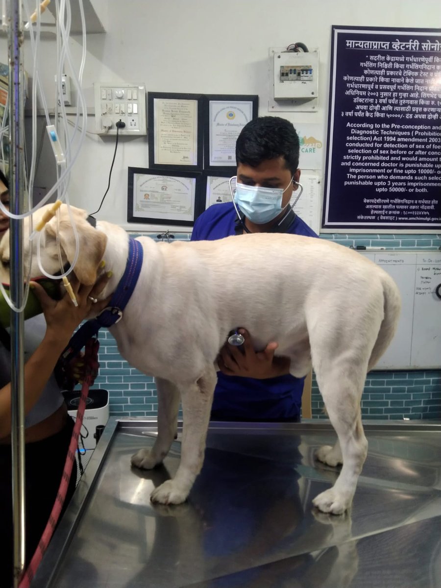 Veterinarian examining a dog during a clinical consultation at Shivraj Pet Clinic