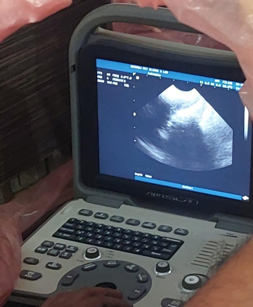 Veterinarian performing pet ultrasound and sonography scan
