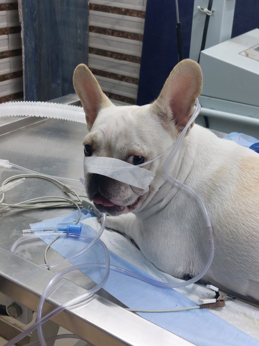 Dog under anaesthesia at Shivraj Pet Clinic